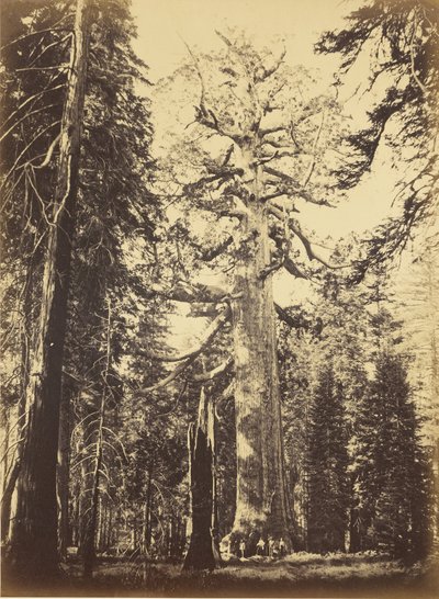 Sequoia Gigantea by Carleton E. Watkins